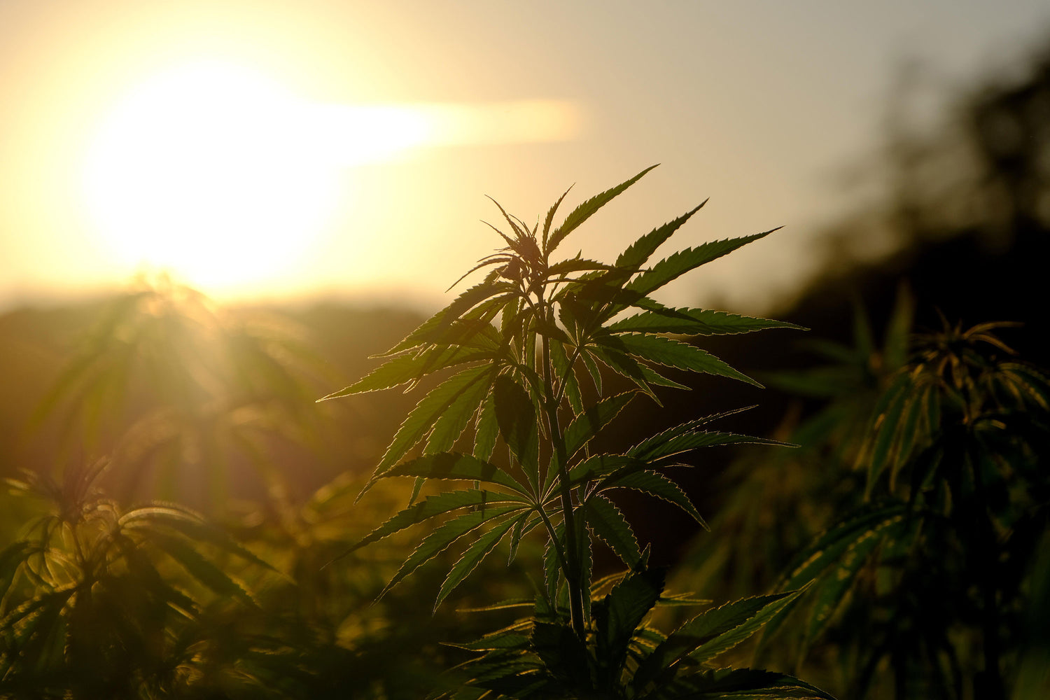 Hemp plants on organic hemp farm at dusk