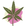 hemp plant icon_original artwork_graphic art